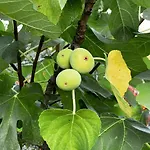 Hébergement de vacances Poggiosole *